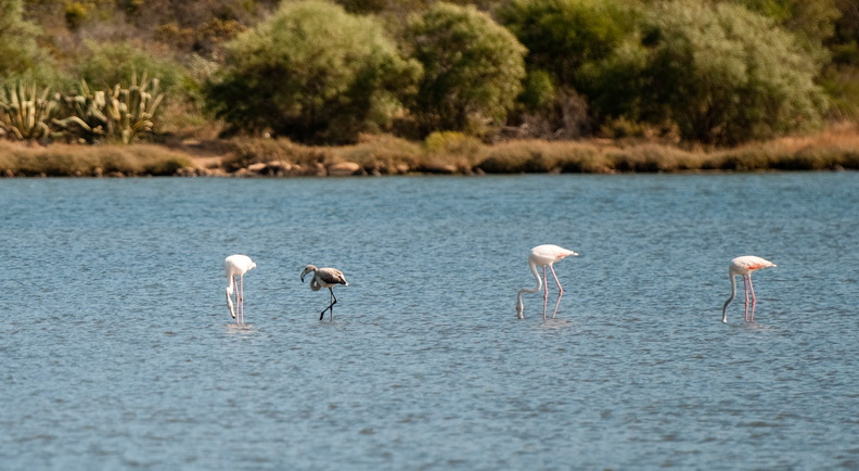 Sardegna-1-004