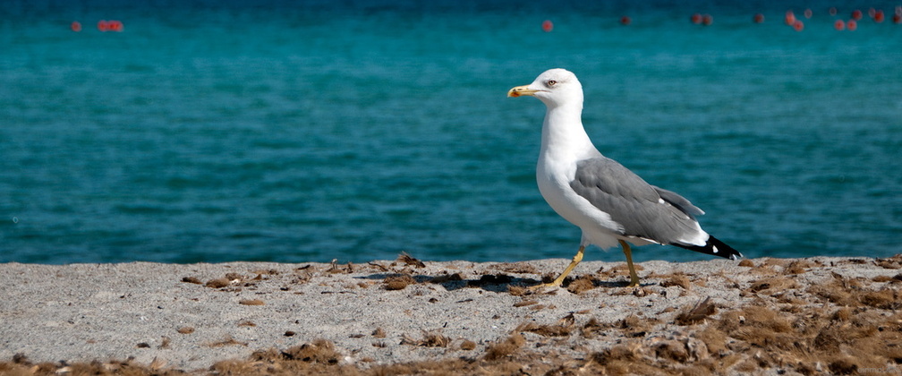 Sardegna-21.jpg