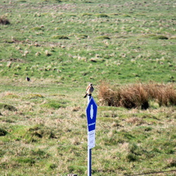 Insel Spiekeroog