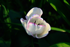 IMG-1379