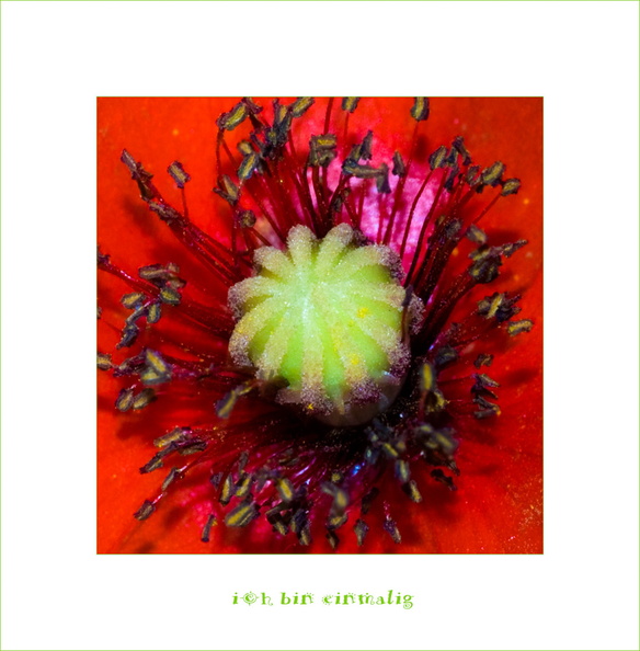 FlowerPower-3