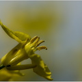 FlowerPower-33