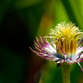 FlowerPower-37