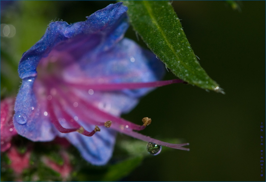 FlowerPower-82.jpg