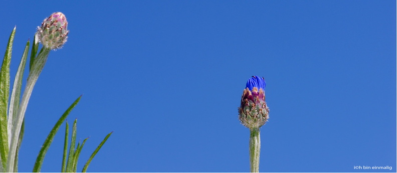 FlowerPower-93
