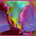 FlowerPower-100