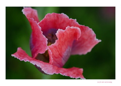 FlowerPower-130
