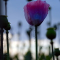 FlowerPower-131.jpg