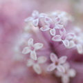FlowerPower-142