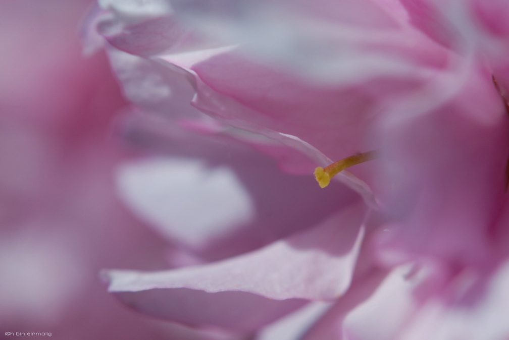 FlowerPower-147.jpg
