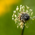 FlowerPower-155