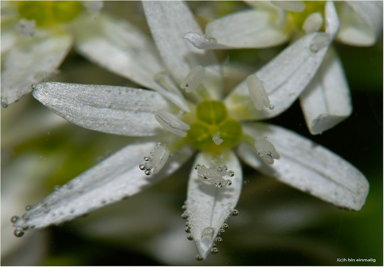 FlowerPower-160
