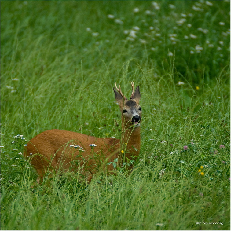 tierisch-40.jpg