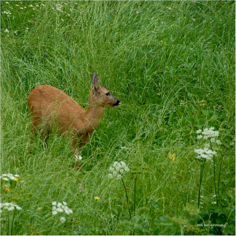 tierisch-39.jpg